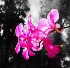 Close-up of pink flowers blooming outdoors