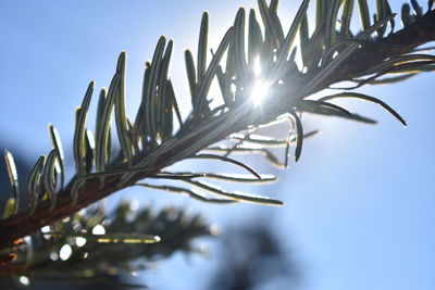 Low angle view of sunlight streaming through plant