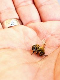 Close-up of hand holding insect