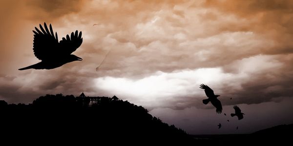 Low angle view of silhouette birds flying against sky