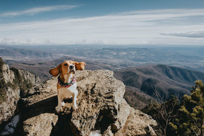 Dog sitting on rock against landscape