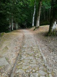 View of trees in forest