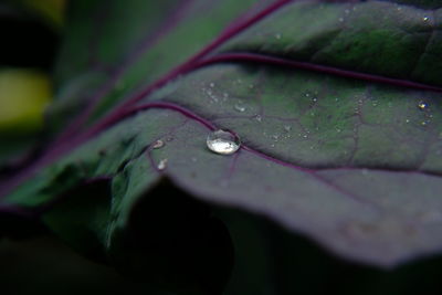 Close-up of water drops on leaf