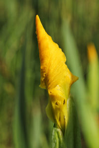 Close-up of yellow rose flower