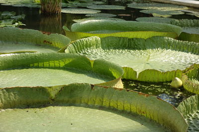 High angle view of leaves floating on lake