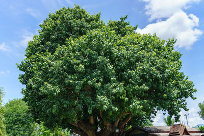 Low angle view of tree against sky