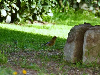 Bird perching on a field