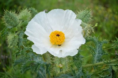 Close-up of white flower