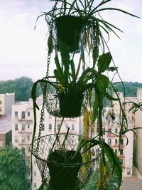 Close-up of potted plant against building