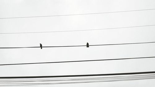 Low angle view of birds perching on power line