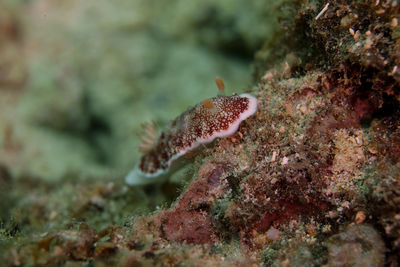 Close-up of fish in sea