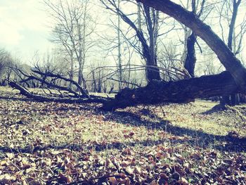 Bare trees on landscape