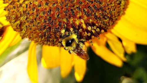 Close-up of bee pollinating on sunflower