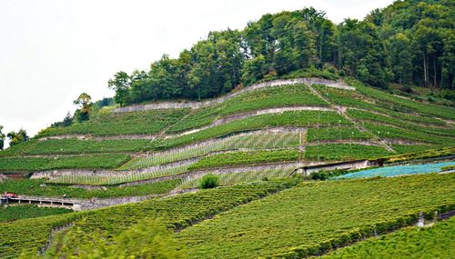 Scenic view of vinyards