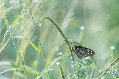 Close-up of butterfly pollinating flower