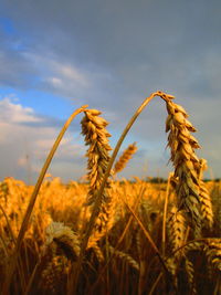 Close-up of wheat growing on field against sky