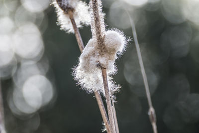 Close-up of plant