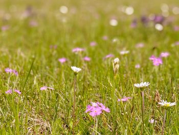 Close-up of fresh purple flowers in field