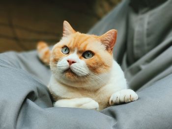 Close-up of cat on bean bag