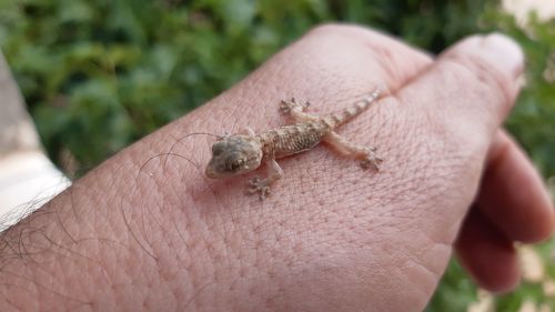 Breeding geckos on my hand