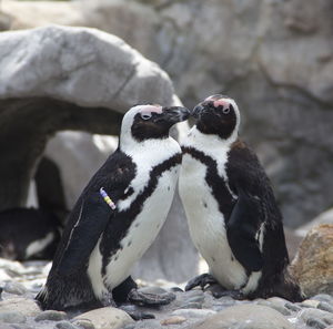 Close-up of jackass penguins on rock