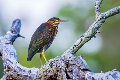 Close-up of bird perching on tree