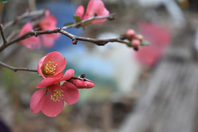 Close-up of pink flowering plant