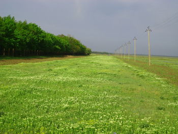 Scenic view of grassy field against sky