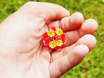 Close-up of cropped hand holding flower