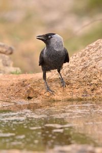 Bird perching on a rock