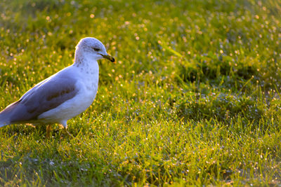 Close-up of seagull on land