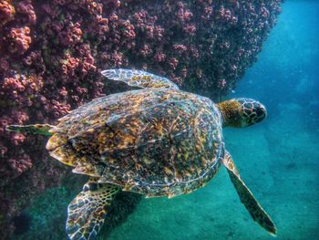 Turtle swimming in sea