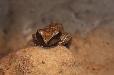 Close-up of frog on rock