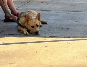 High angle view of dog on road in city