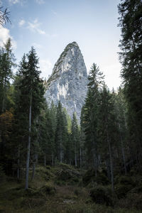 Low angle view of pine trees against sky