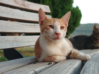 Portrait of cat sitting on wood