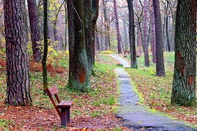 Trees in forest during autumn
