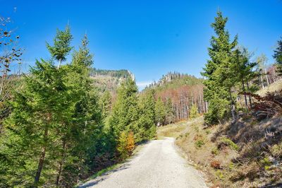 Road amidst trees against clear blue sky