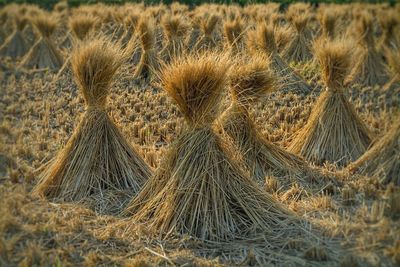 Close-up of plant growing on field