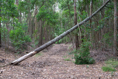 Trees growing in forest