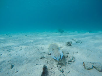 High angle view of cuttlefish swimming in sea