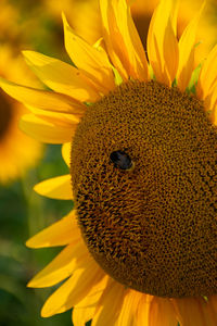 Close-up of sunflower