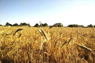 View of wheat field against clear sky