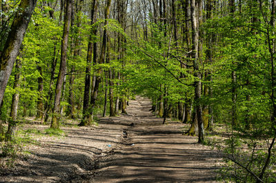 Footpath amidst trees in forest