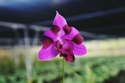 Close-up of pink flower