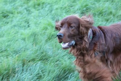 Close-up of dog in water