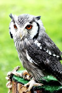 Close-up portrait of owl perching on field
