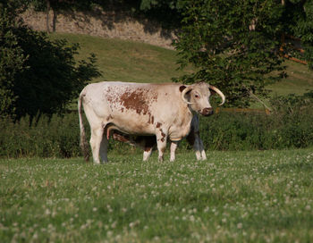 Sheep standing in a field