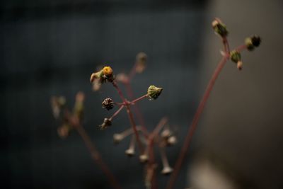 Close-up of plant against blurred background