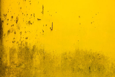 Full frame shot of yellow caterpillar